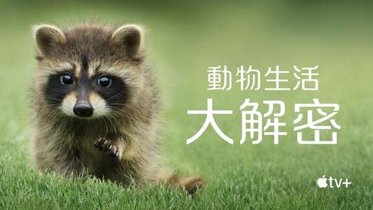 The Secret Lives of Animals - Backdrops