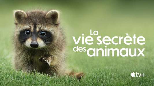 The Secret Lives of Animals - Backdrops