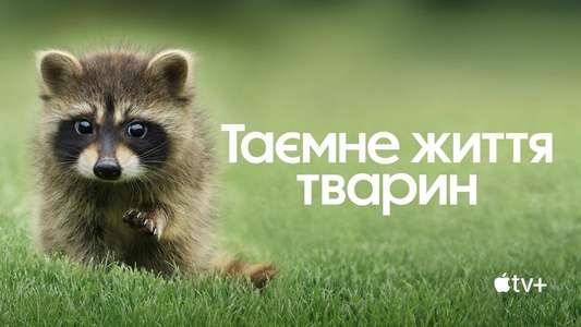 The Secret Lives of Animals - Backdrops