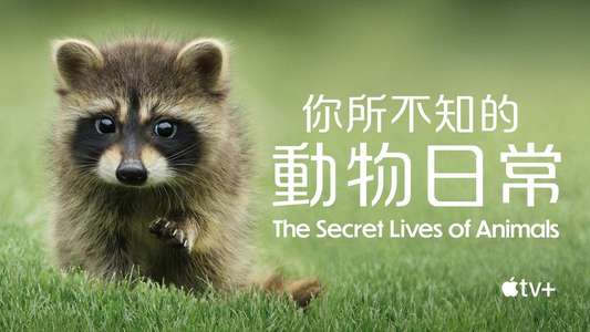 The Secret Lives of Animals - Backdrops