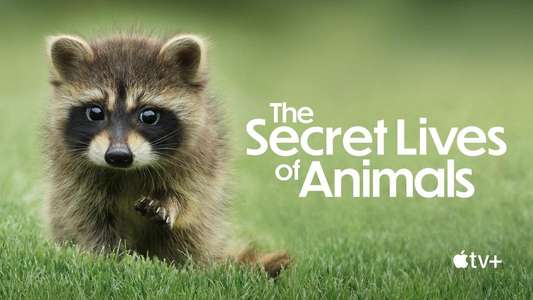 The Secret Lives of Animals - Backdrops