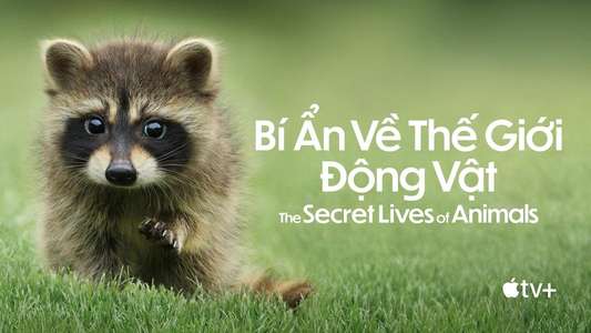 The Secret Lives of Animals - Backdrops
