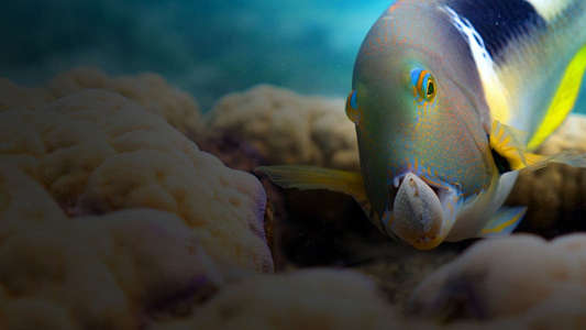 Blue Planet II - Backdrops