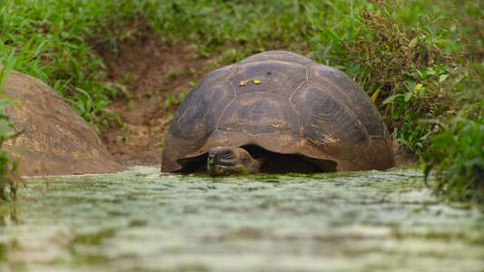The Secret Lives of Animals - Backdrops