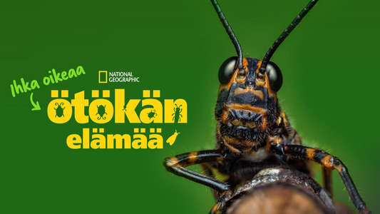 A Real Bug's Life - Backdrops