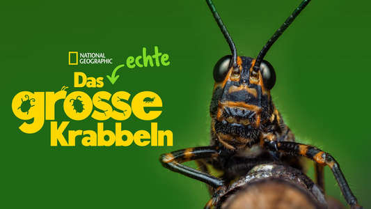 A Real Bug's Life - Backdrops