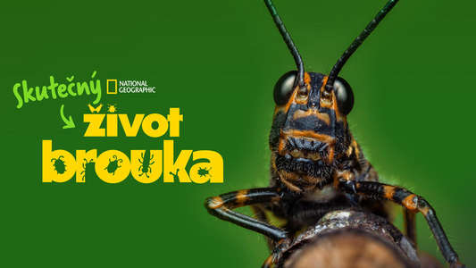 A Real Bug's Life - Backdrops