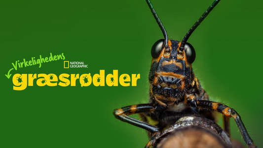 A Real Bug's Life - Backdrops