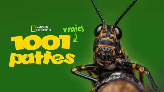 A Real Bug's Life - Backdrops