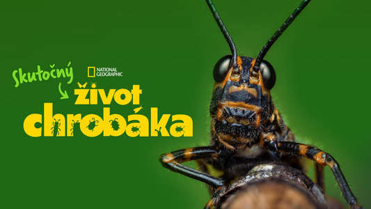 A Real Bug's Life - Backdrops