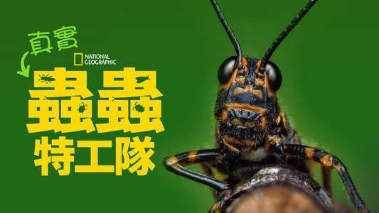 A Real Bug's Life - Backdrops