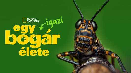 A Real Bug's Life - Backdrops