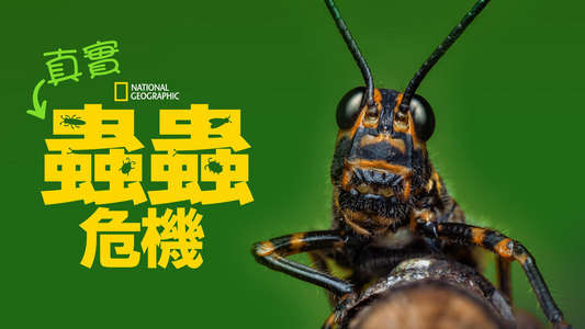 A Real Bug's Life - Backdrops