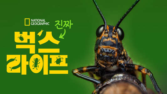 A Real Bug's Life - Backdrops