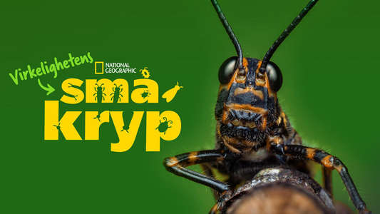 A Real Bug's Life - Backdrops