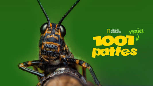 A Real Bug's Life - Backdrops