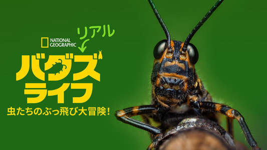 A Real Bug's Life - Backdrops