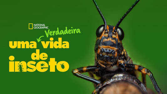 A Real Bug's Life - Backdrops