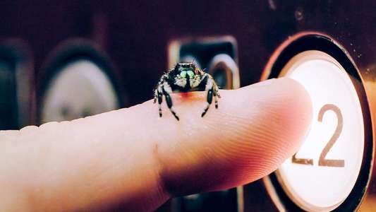 A Real Bug's Life - Backdrops