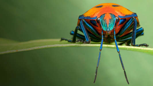 A Real Bug's Life - Backdrops