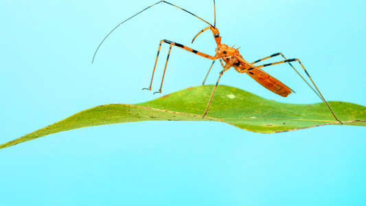 A Real Bug's Life - Backdrops