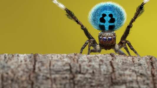 A Real Bug's Life - Backdrops