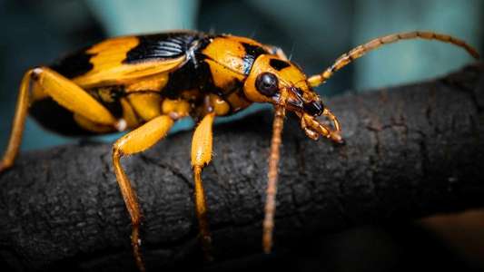 A Real Bug's Life - Backdrops