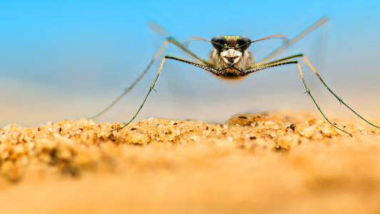 A Real Bug's Life - Backdrops