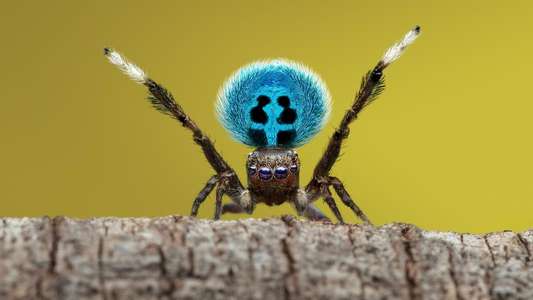 A Real Bug's Life - Backdrops