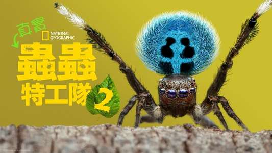 A Real Bug's Life - Backdrops