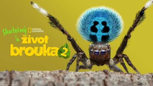 A Real Bug's Life - Backdrops