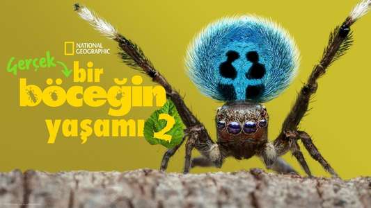 A Real Bug's Life - Backdrops