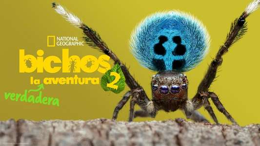 A Real Bug's Life - Backdrops