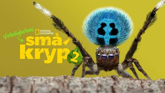 A Real Bug's Life - Backdrops