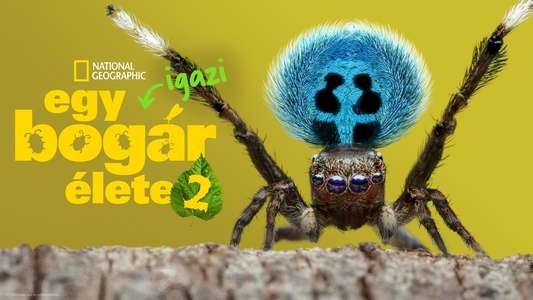 A Real Bug's Life - Backdrops