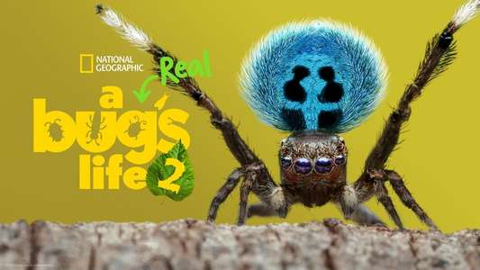 A Real Bug's Life - Backdrops