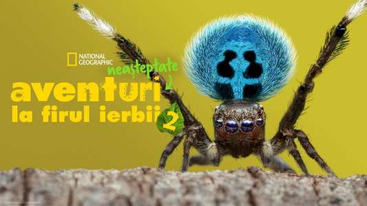 A Real Bug's Life - Backdrops