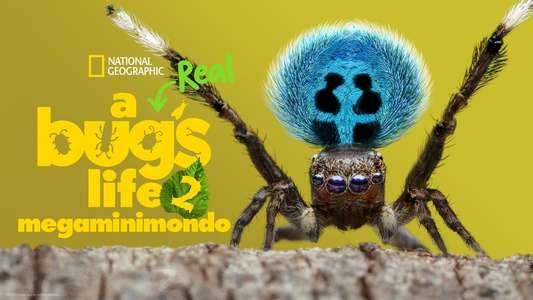 A Real Bug's Life - Backdrops