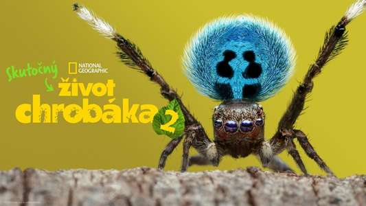 A Real Bug's Life - Backdrops