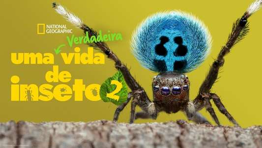 A Real Bug's Life - Backdrops