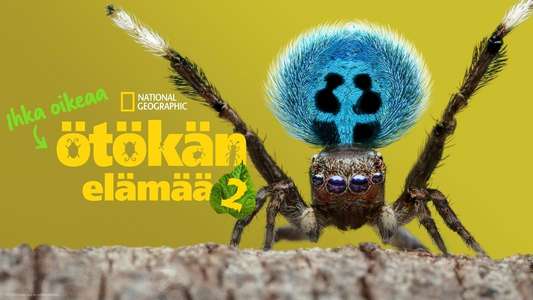 A Real Bug's Life - Backdrops