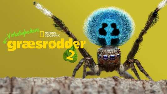 A Real Bug's Life - Backdrops