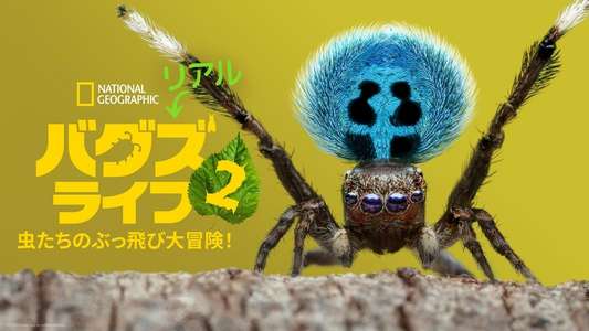 A Real Bug's Life - Backdrops