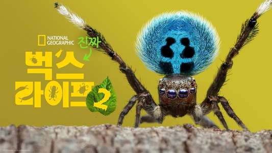 A Real Bug's Life - Backdrops