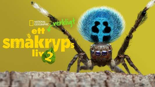 A Real Bug's Life - Backdrops