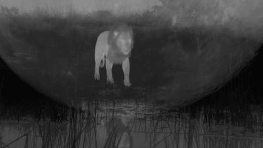 Birth of a Pride - Backdrops