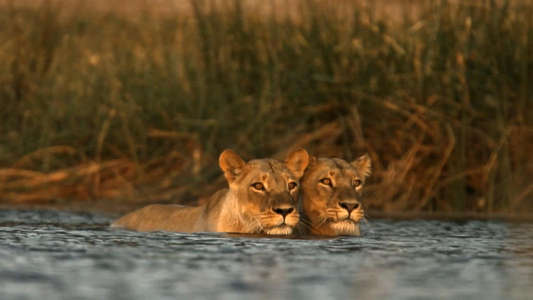 Birth of a Pride - Backdrops