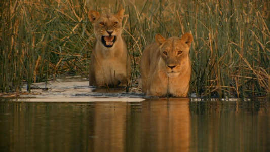 Birth of a Pride - Backdrops
