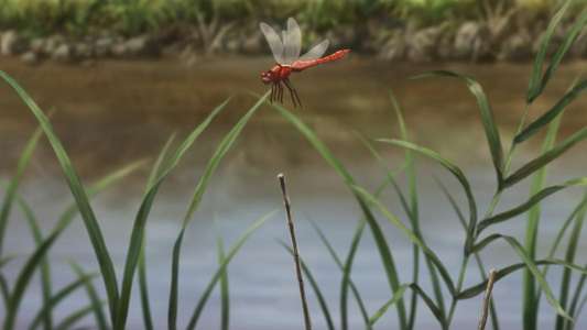 Rurouni Kenshin - Backdrops