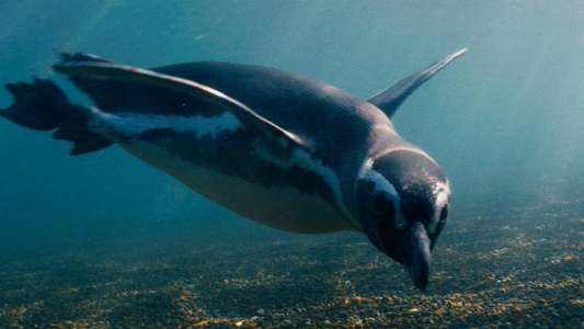 My Penguin Friend - Backdrops
